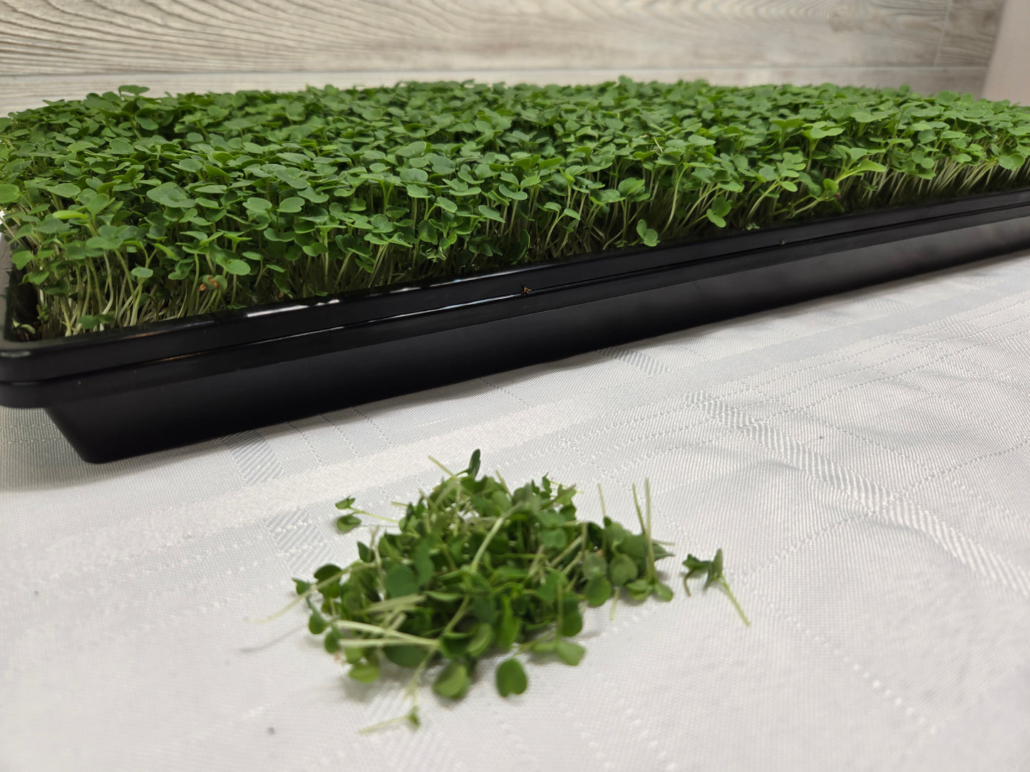 Arugula