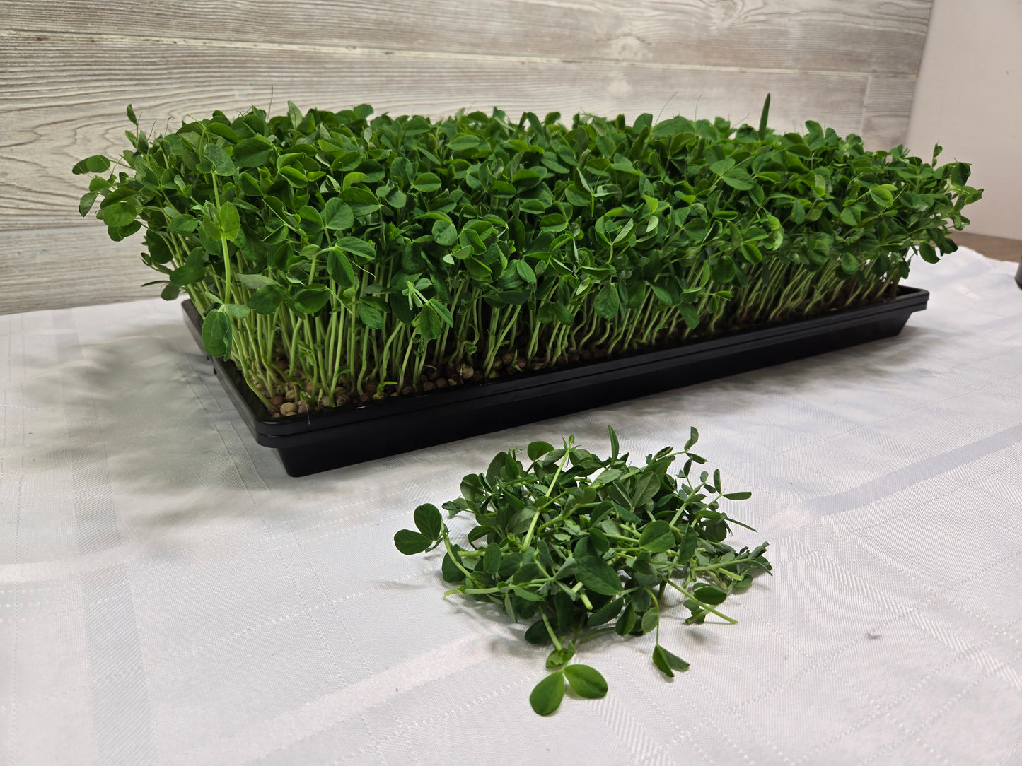 Pea Shoots