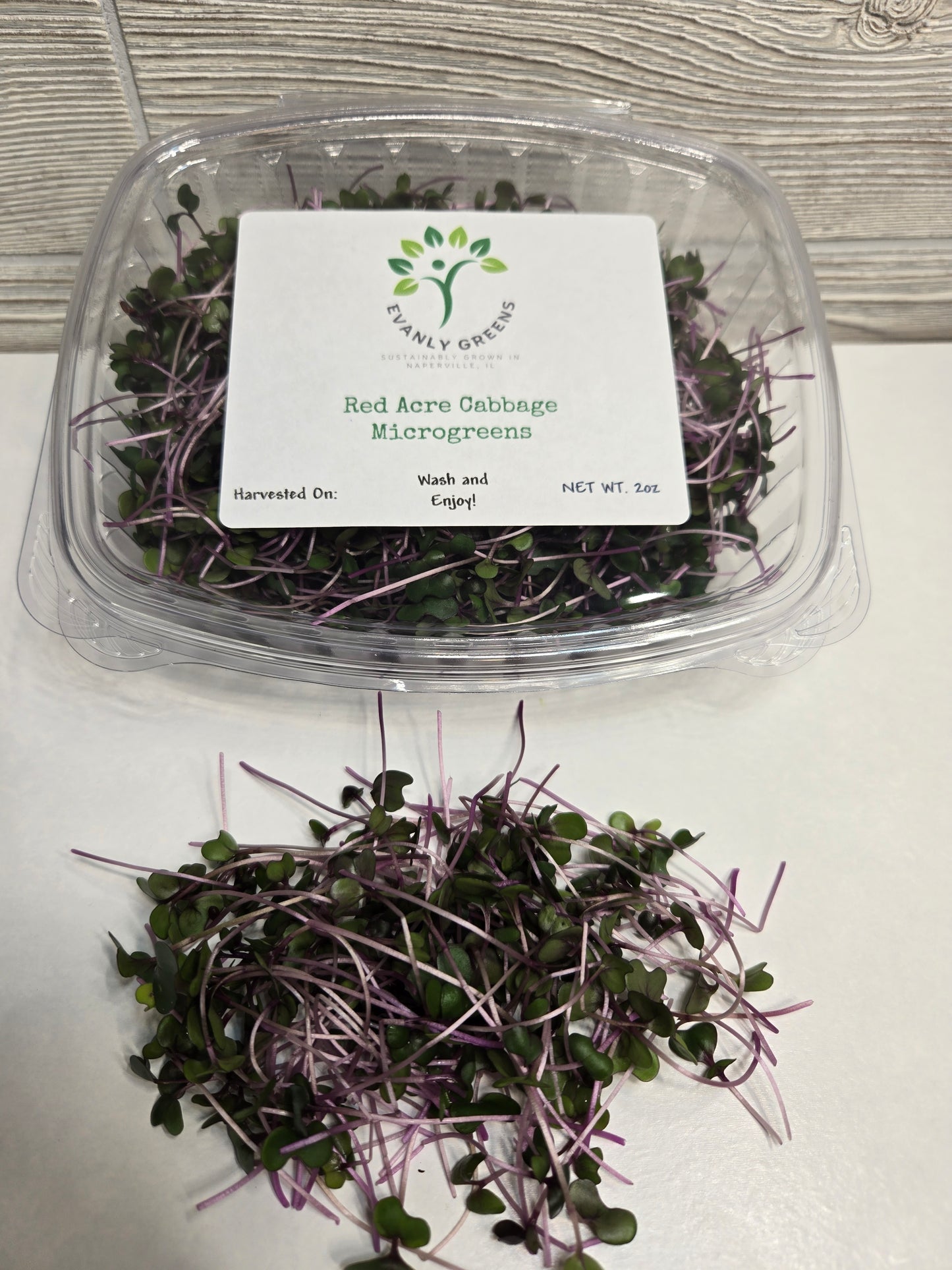 Cabbage - Red Acre