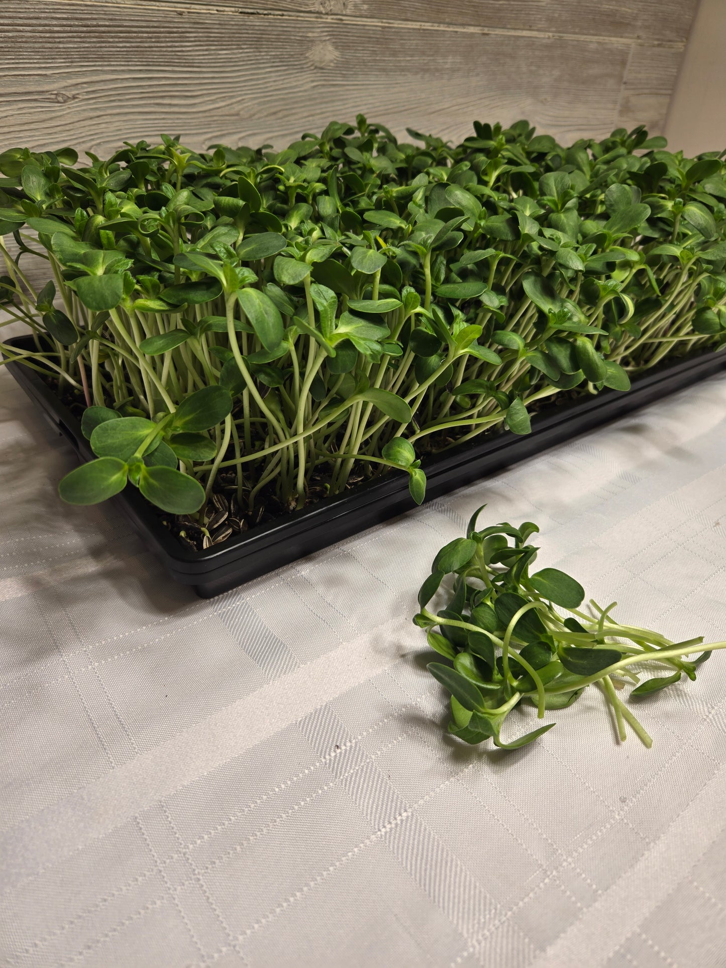 Sunflower Shoots